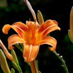 Orange-Lily-Flowers__IMG_9212-150x150